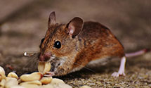 Find Exterminators in Middlesex County